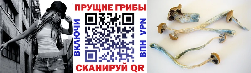 Галлюциногенные грибы Psilocybe  Болотное 